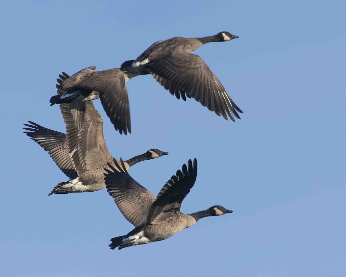 Canada Goose - ML612315789
