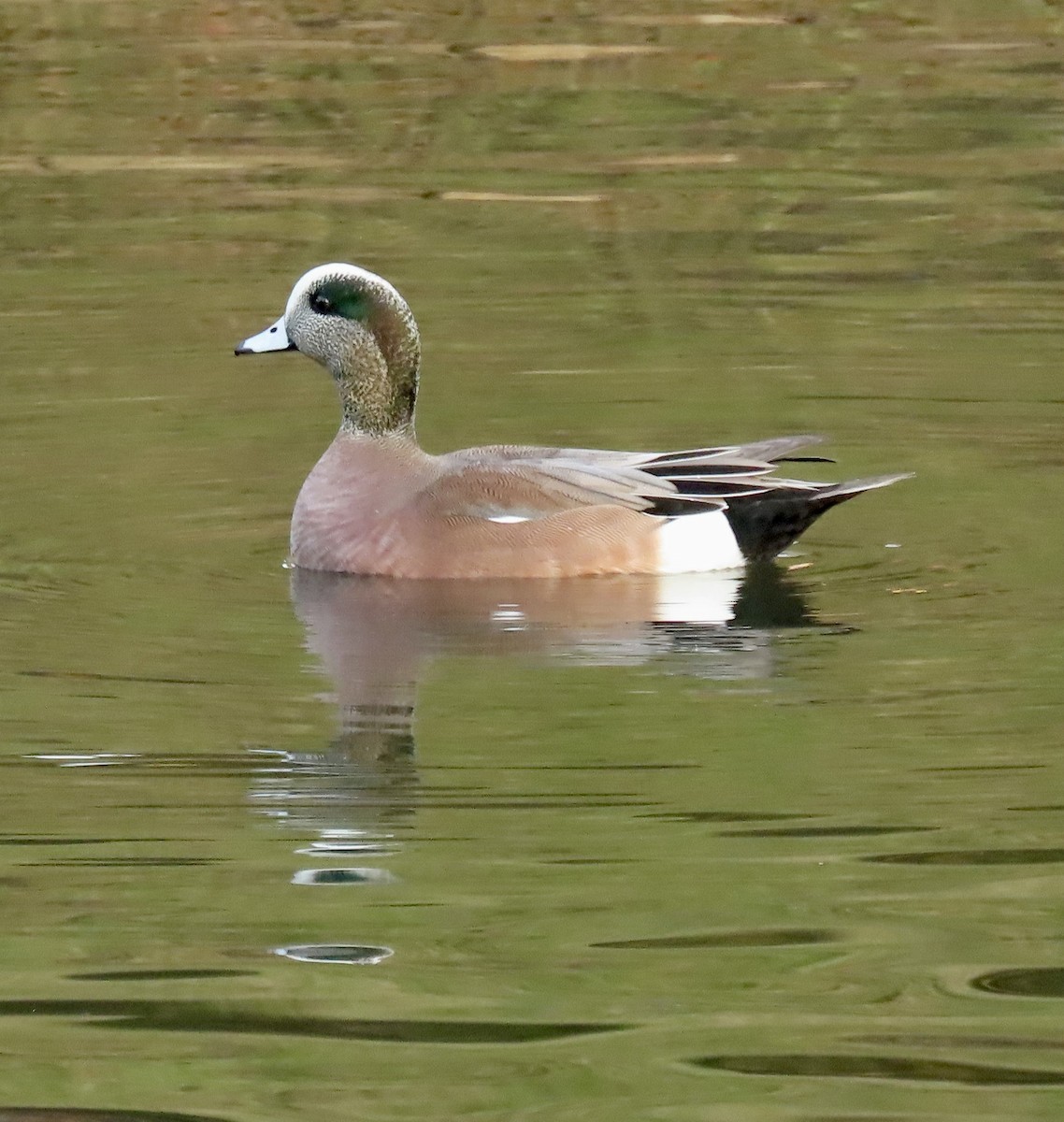 American Wigeon - ML612315833