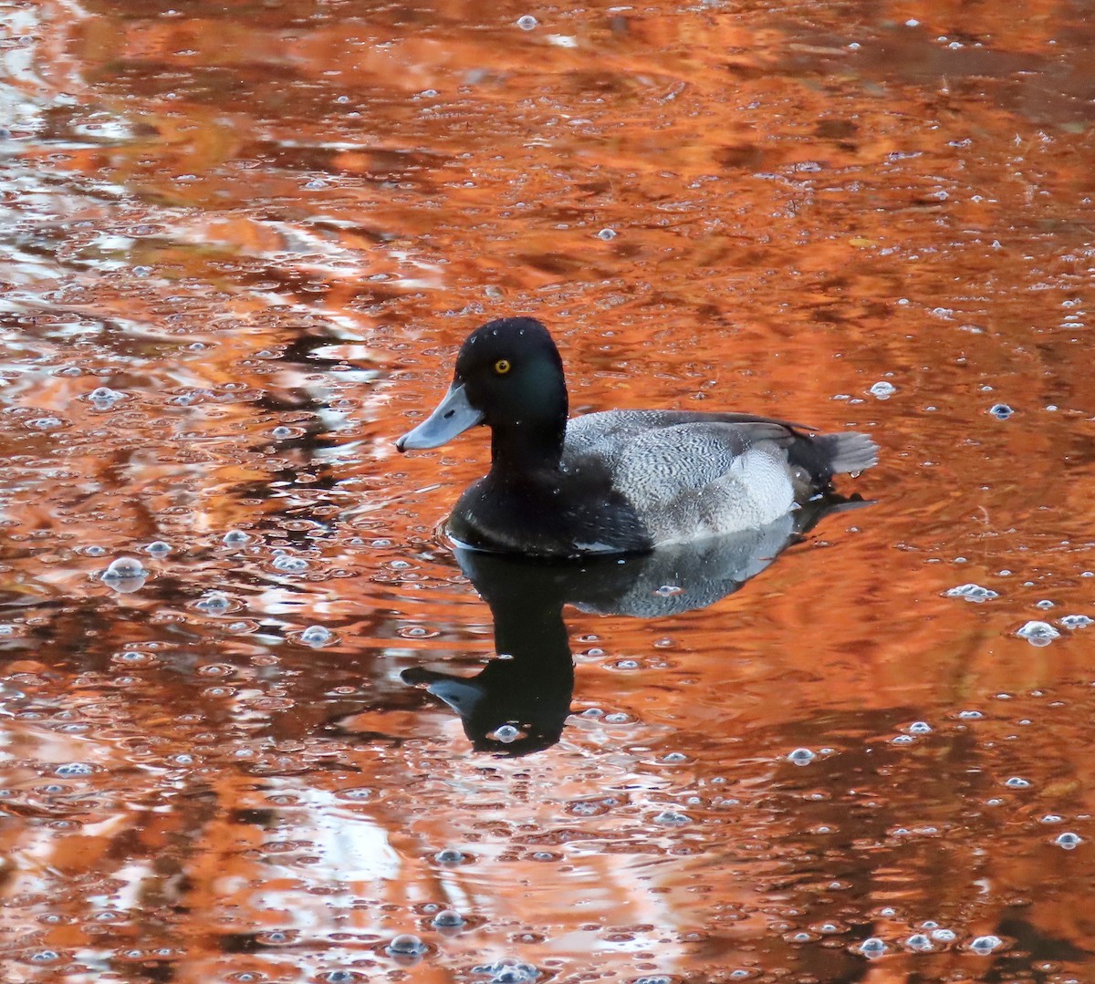 Lesser Scaup - ML612315854