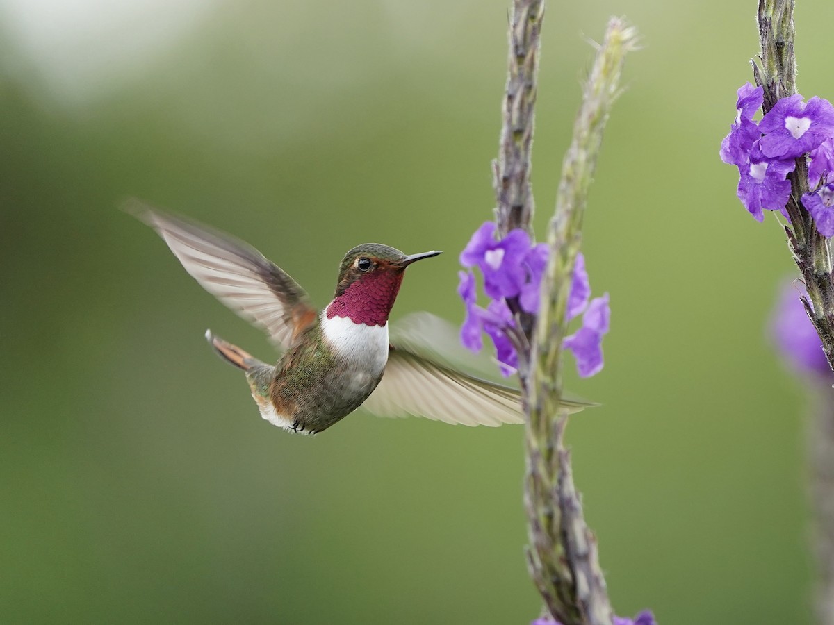 Volcano Hummingbird - ML612315869