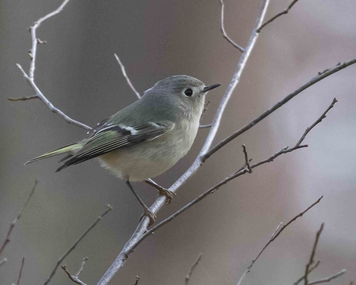 Ruby-crowned Kinglet - ML612315872