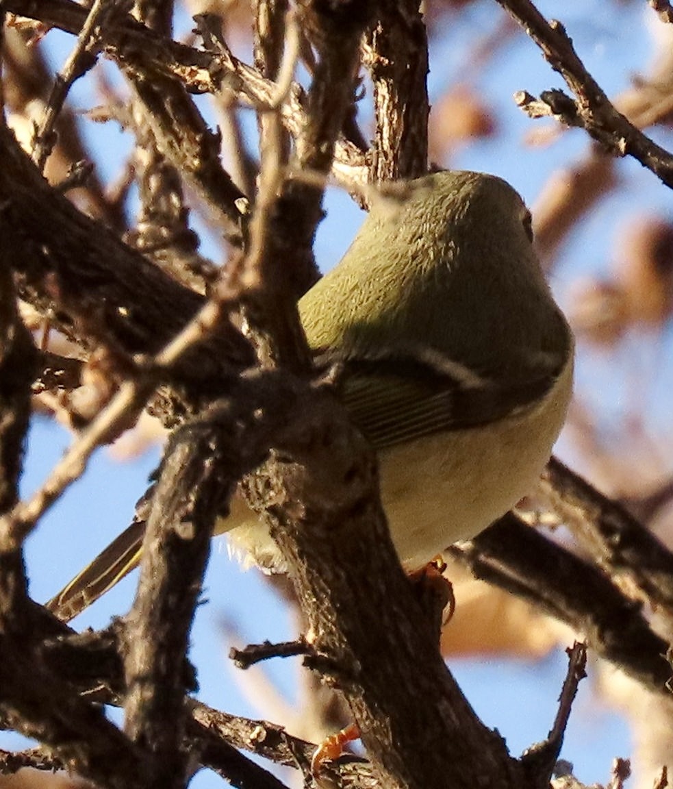 Ruby-crowned Kinglet - Janie Henderson