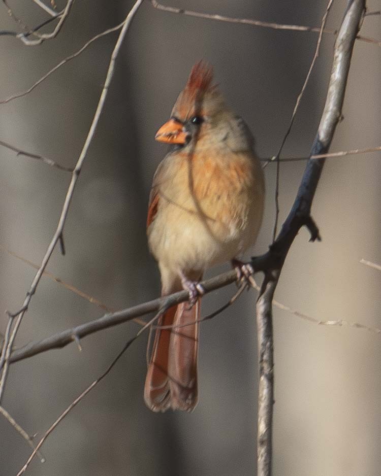 Cardinal rouge - ML612315936