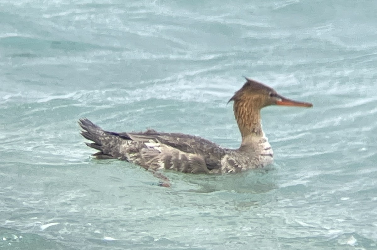 Red-breasted Merganser - ML612316002