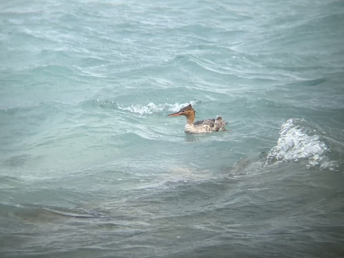 Red-breasted Merganser - Elijah Embury