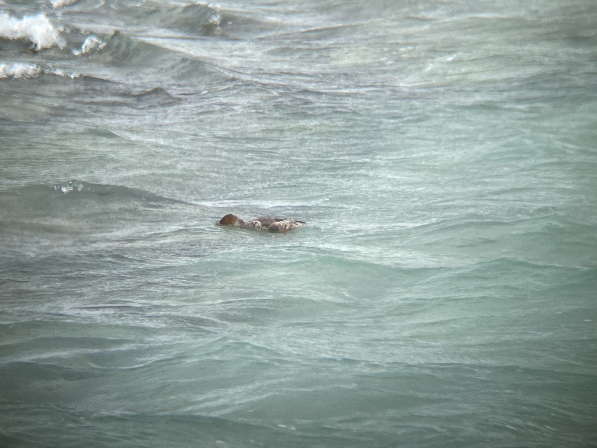 Red-breasted Merganser - Elijah Embury