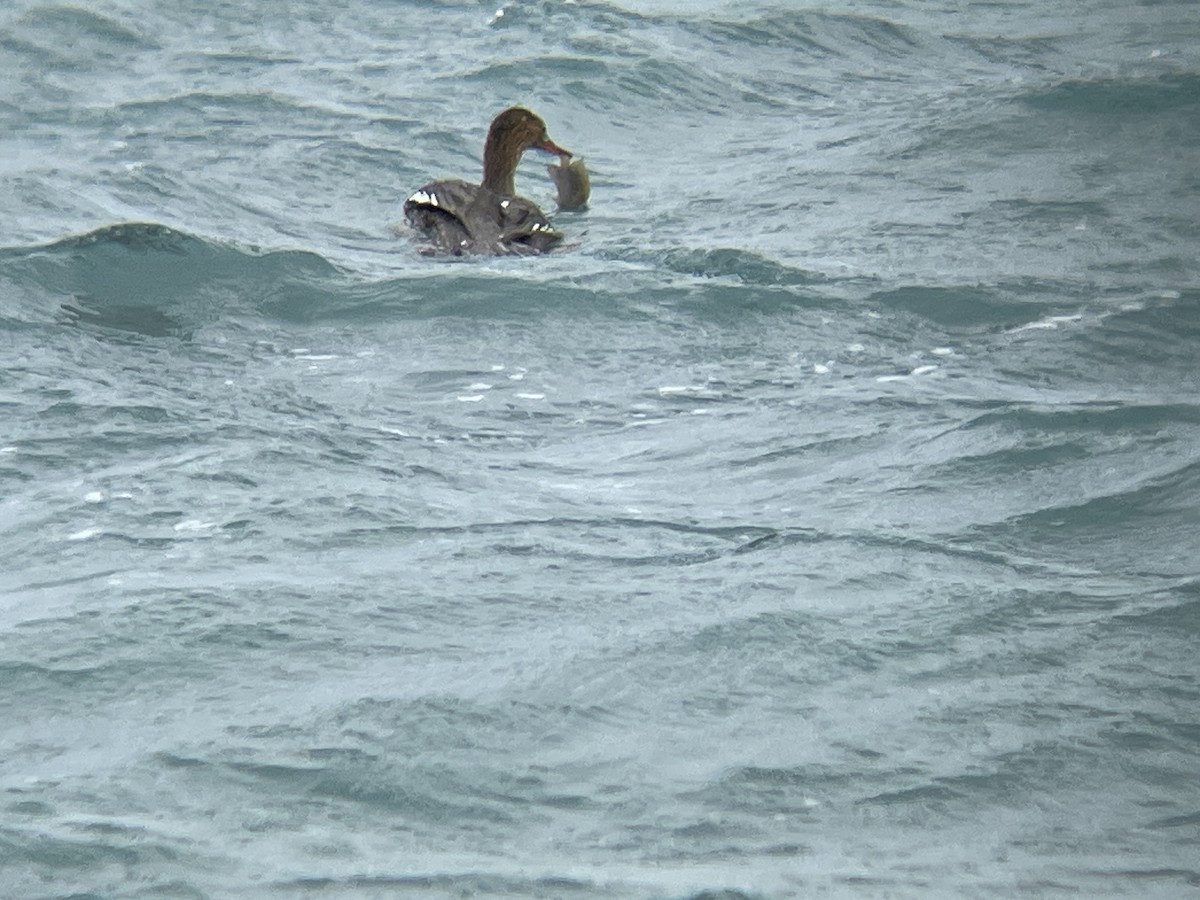 Red-breasted Merganser - Elijah Embury