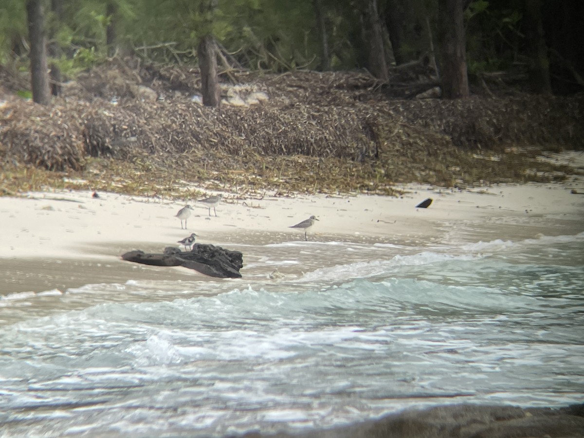 Black-bellied Plover - ML612316083