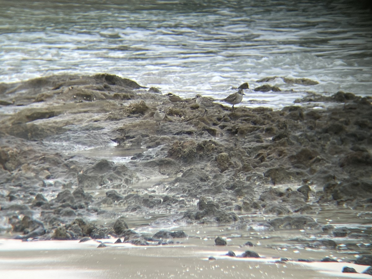 Black-bellied Plover - Elijah Embury