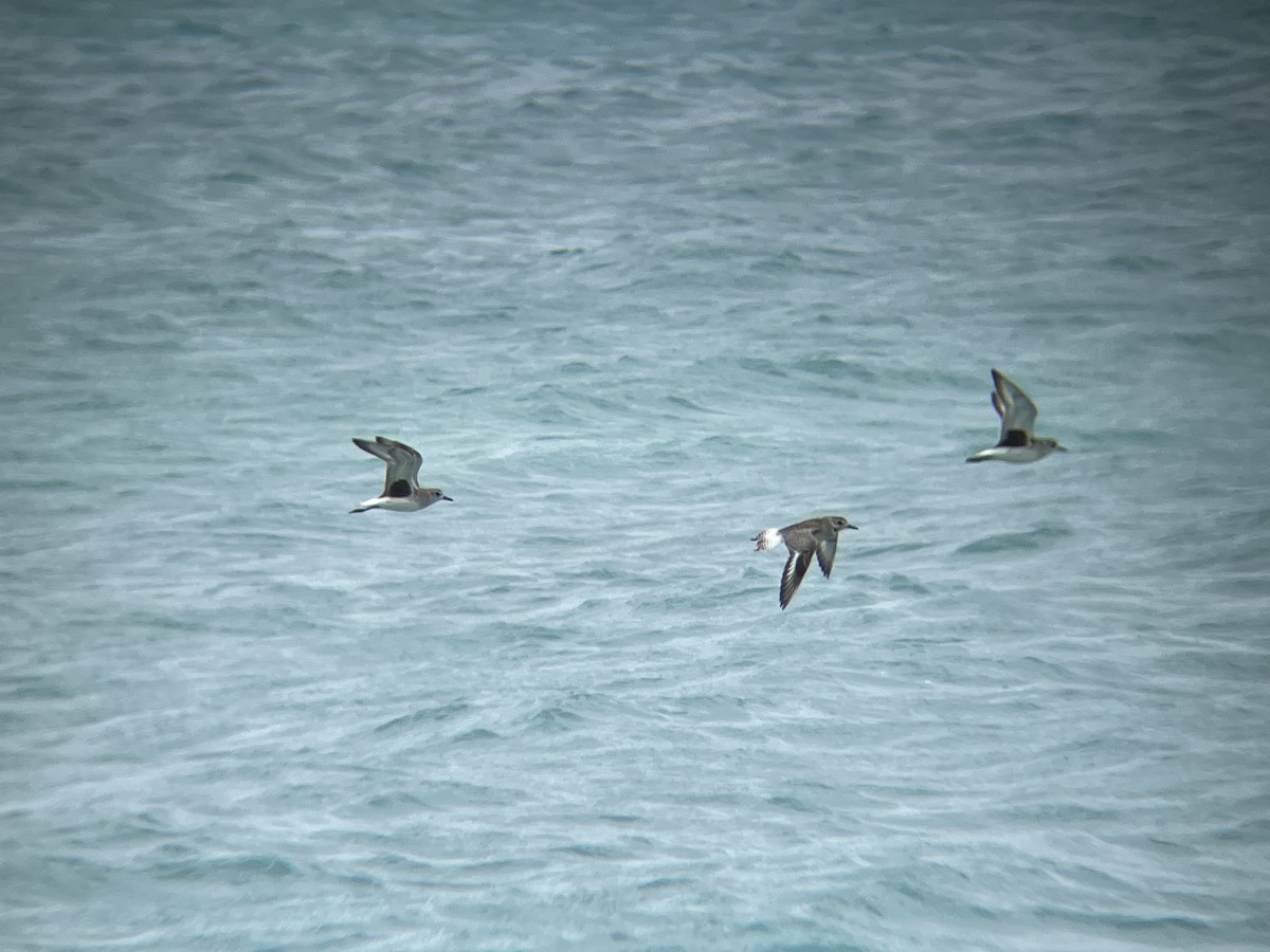 Black-bellied Plover - ML612316085