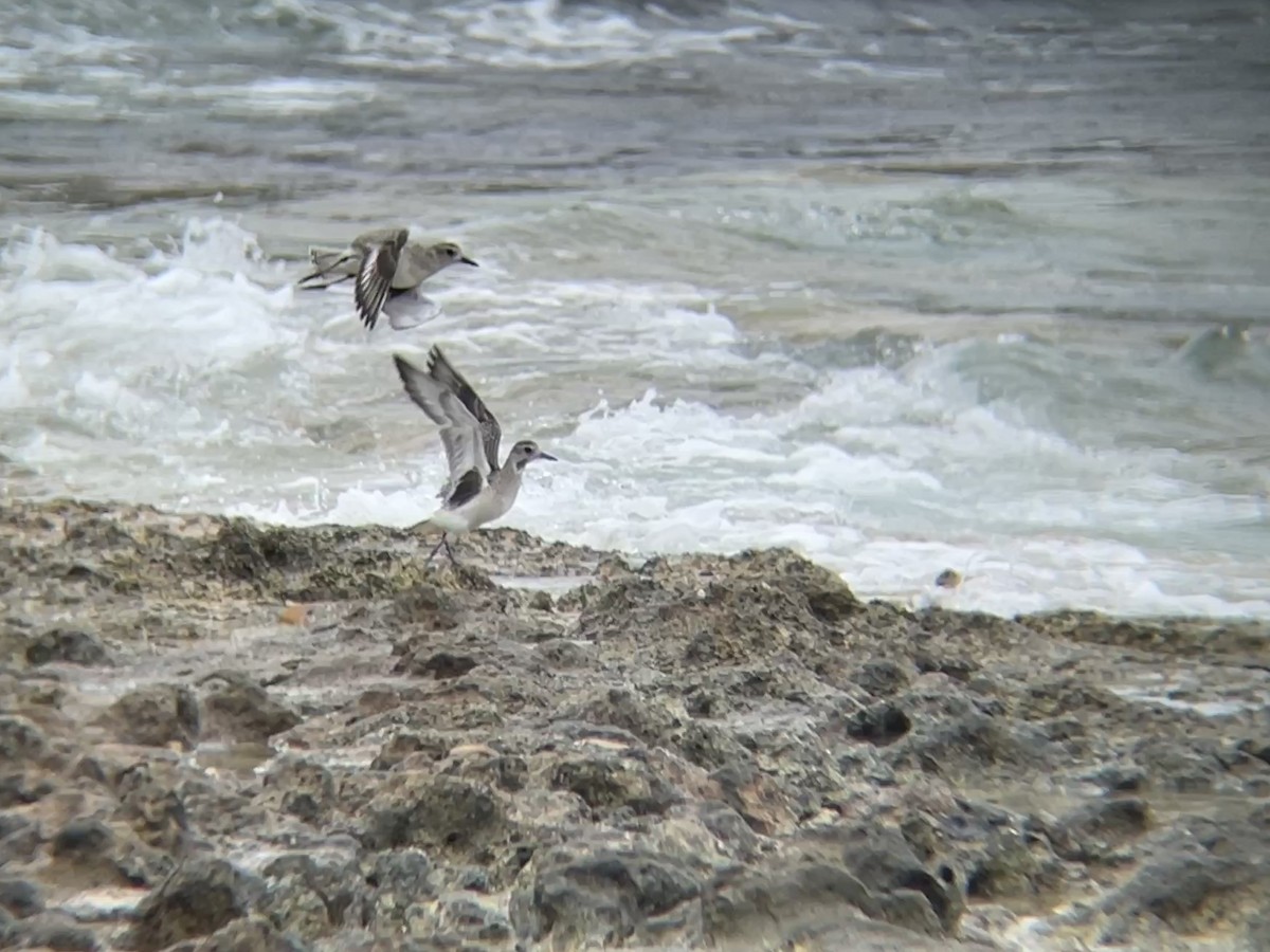 Black-bellied Plover - ML612316086