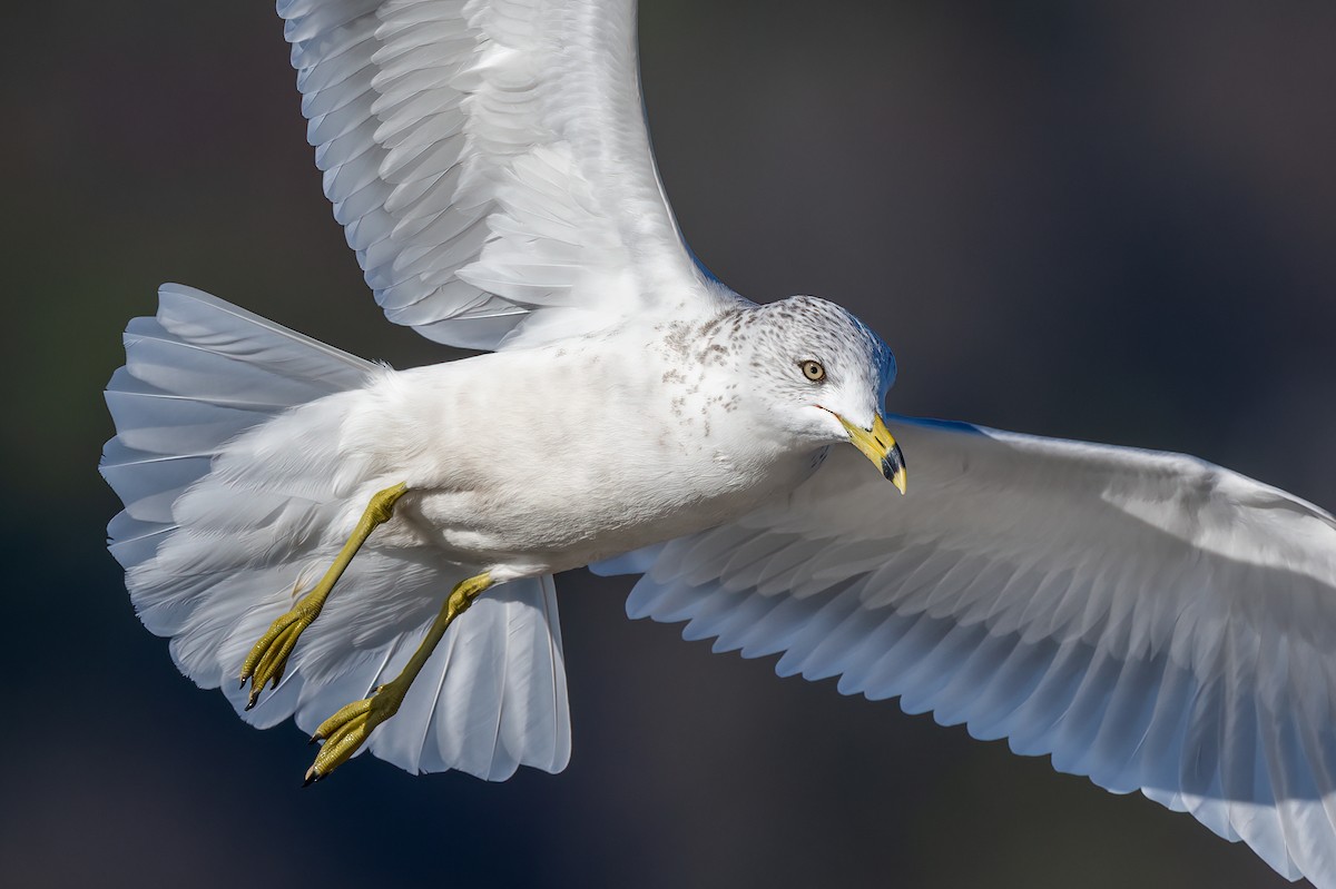 Ring-billed Gull - ML612316134