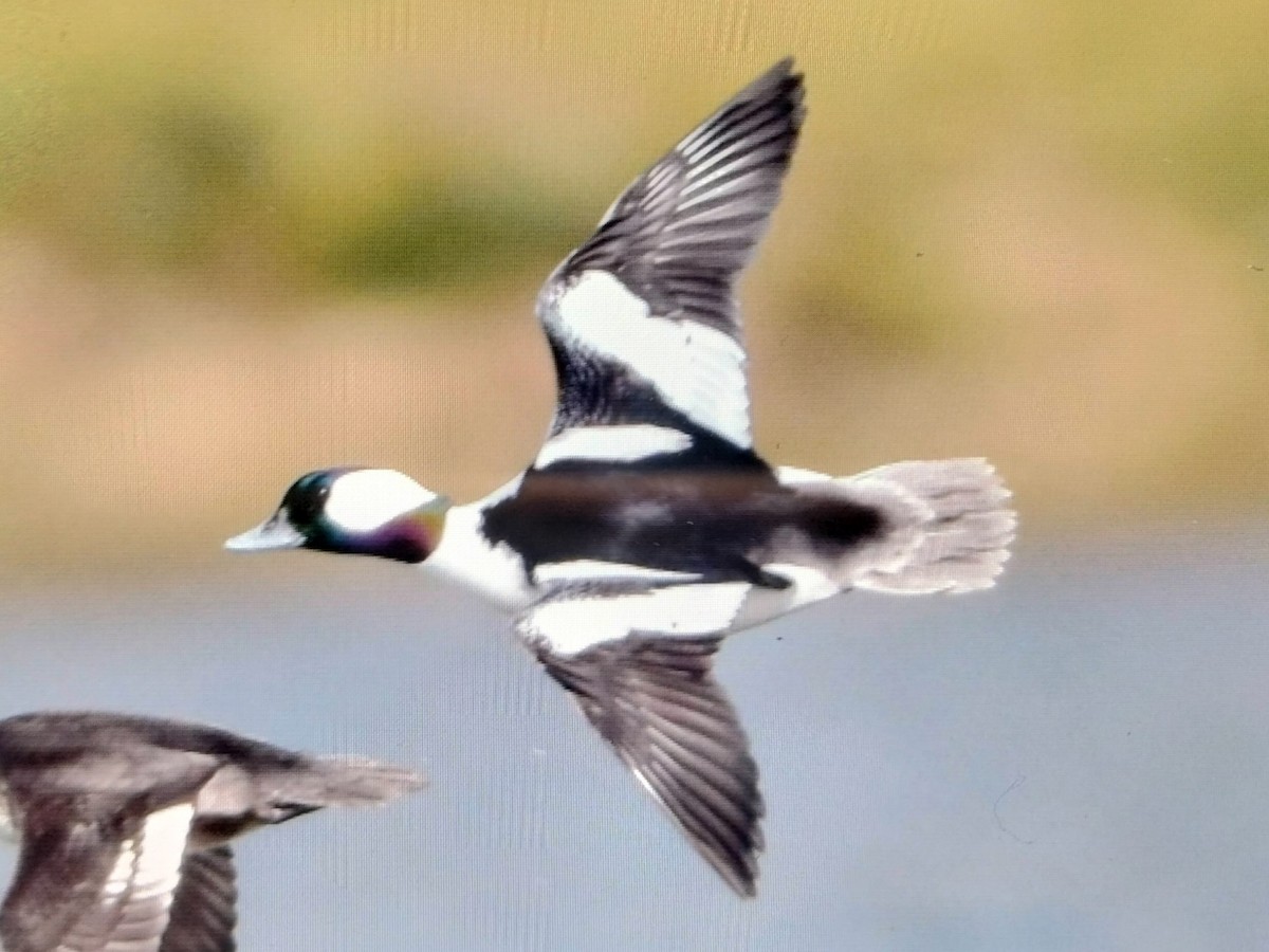 Bufflehead - Alex Gomez