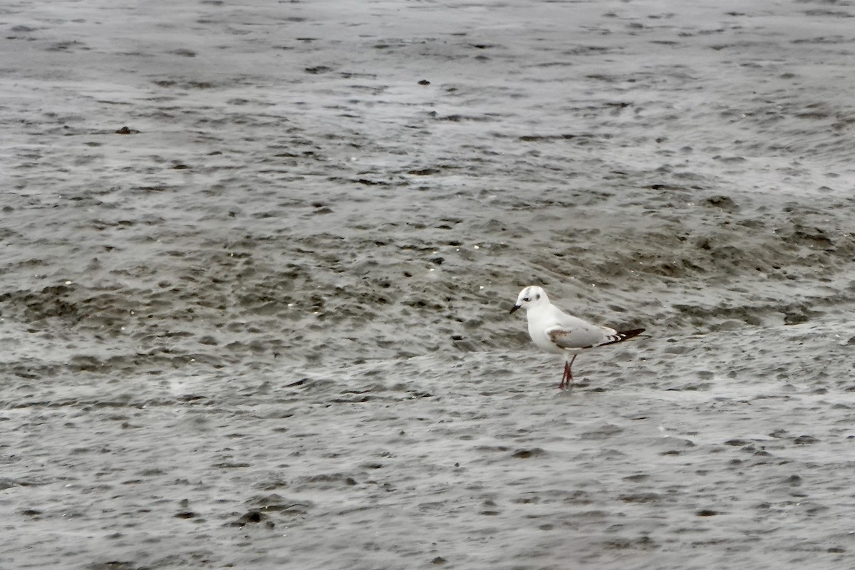 Saunders's Gull - ML612316136