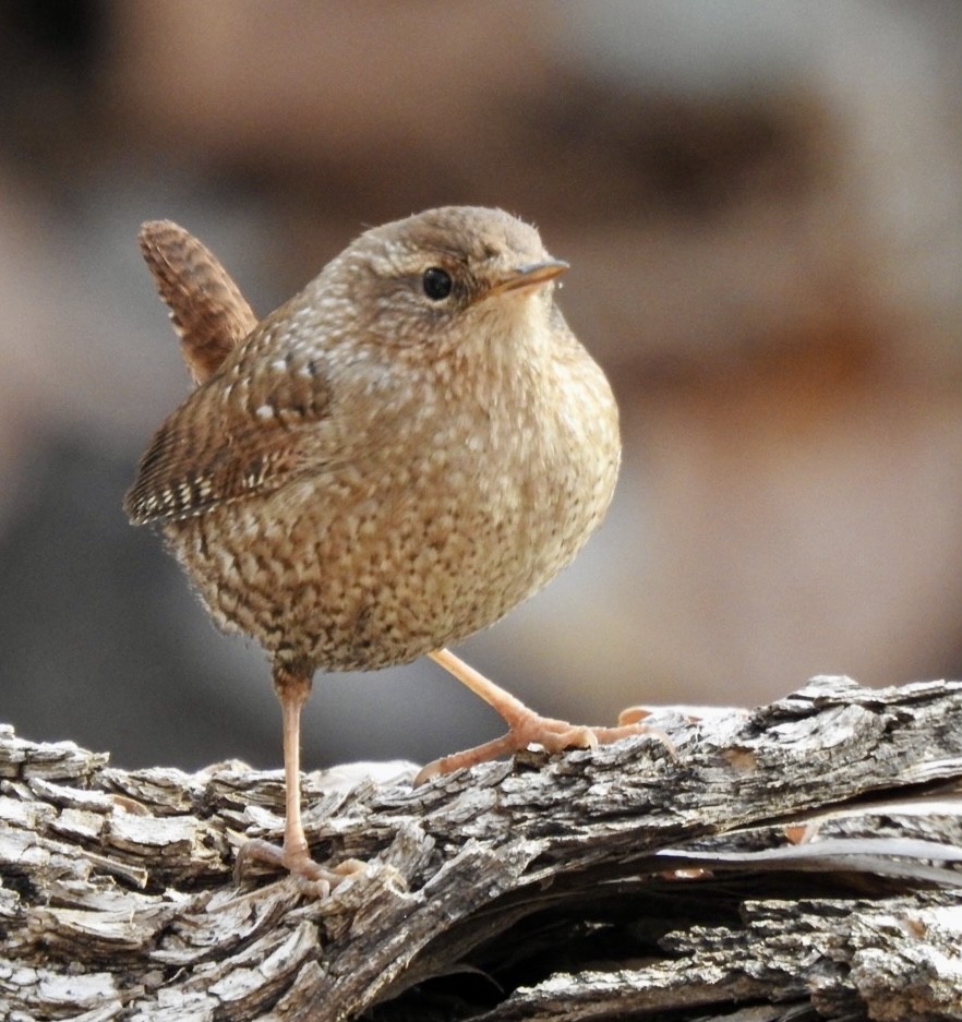 Winter Wren - Brian Ison