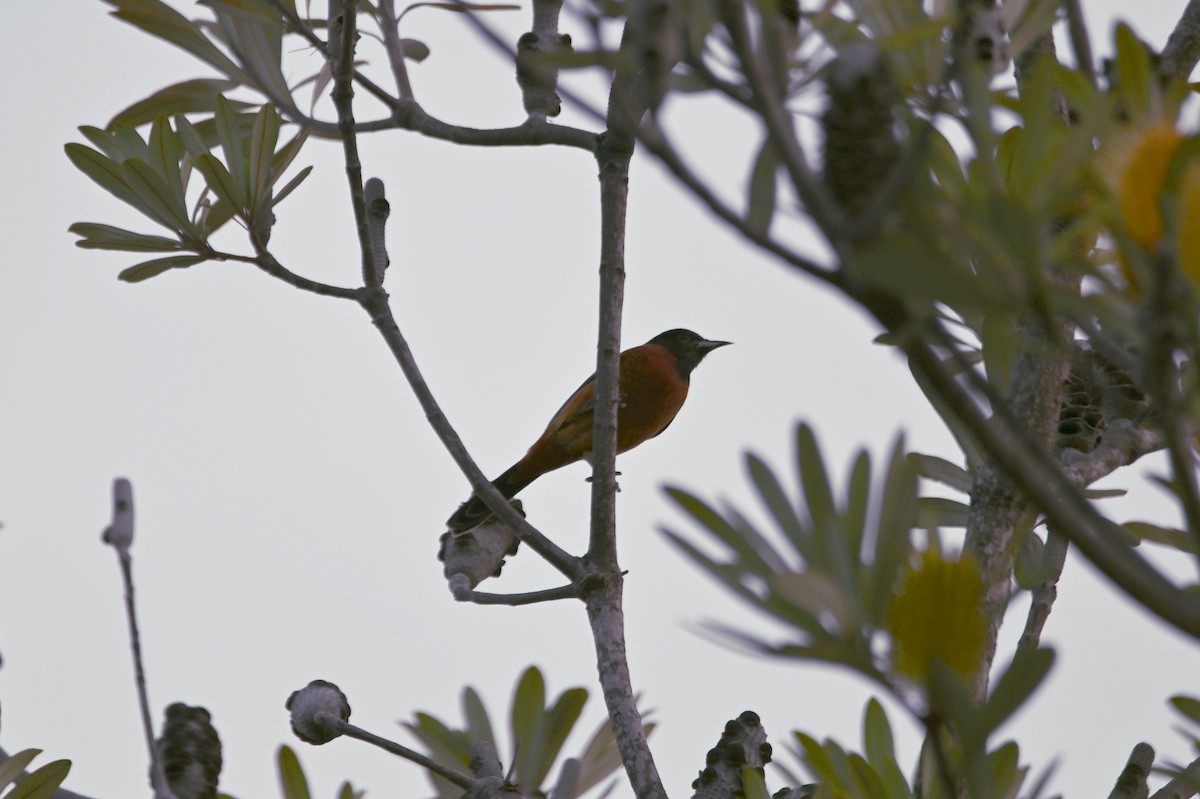 Orchard Oriole - ML612316206