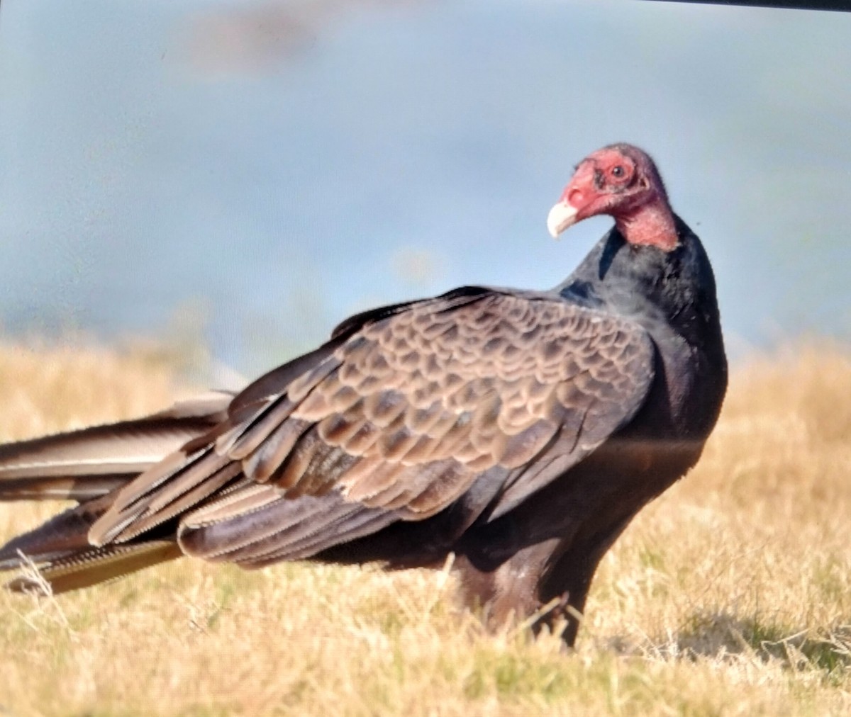 Turkey Vulture - Alex Gomez