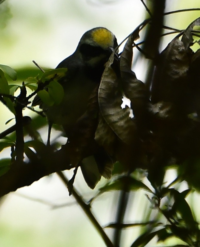 Golden-winged Warbler - ML612316271