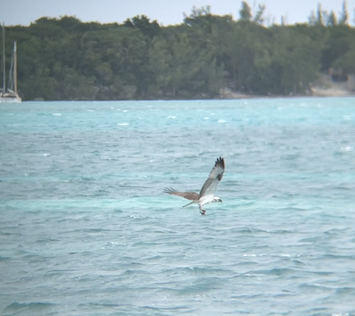 Balbuzard pêcheur (ridgwayi) - ML612316292