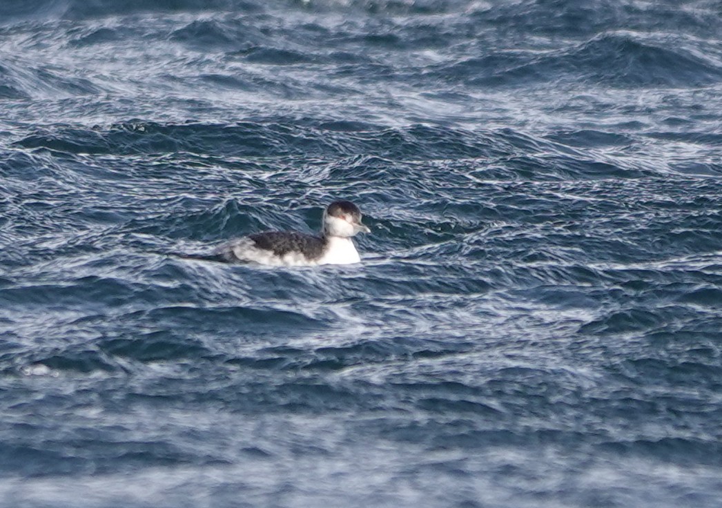 Horned Grebe - ML612316304