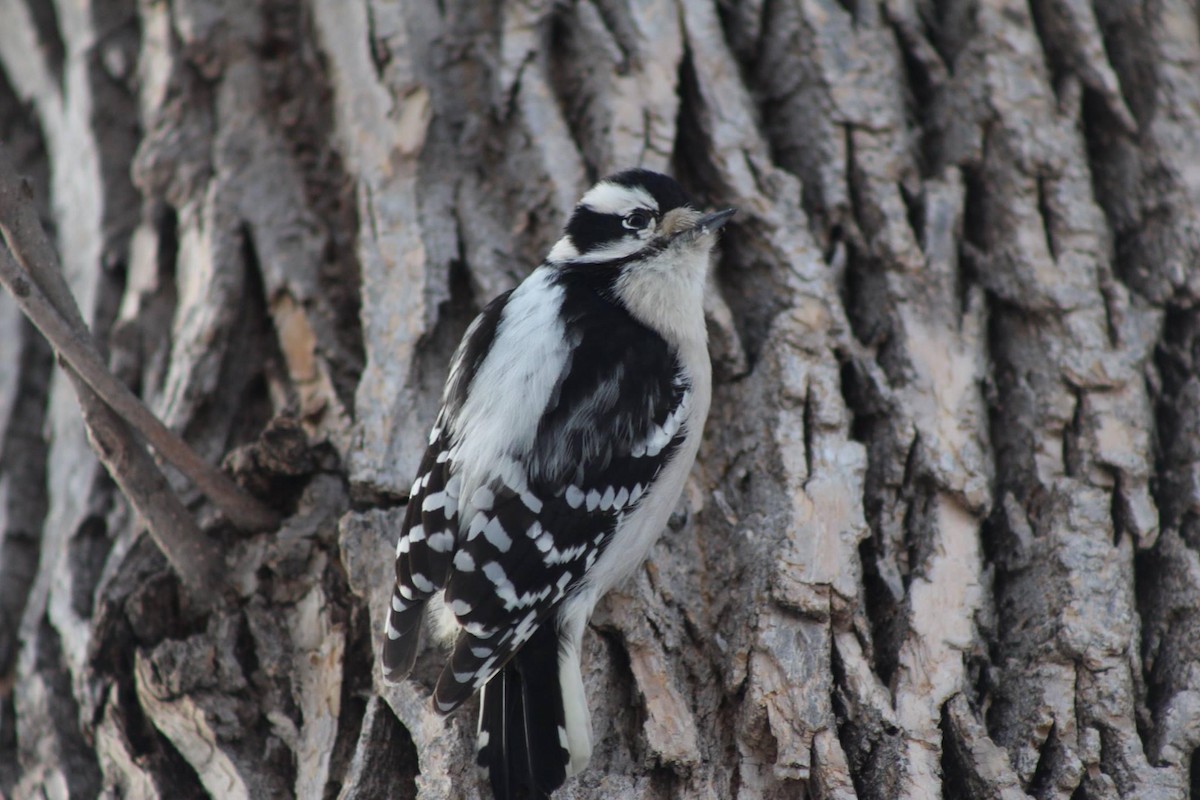 Downy Woodpecker - Josh Dewitt