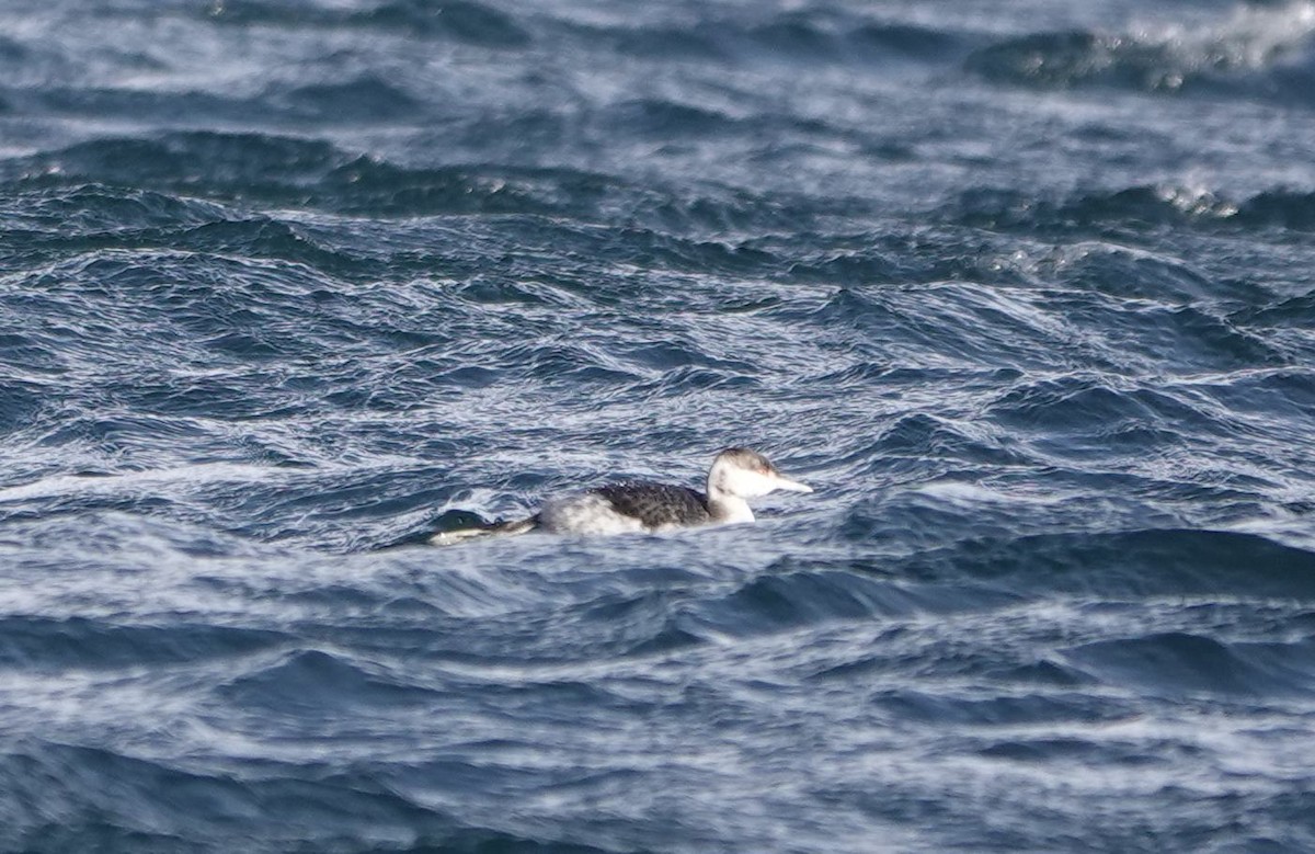 Horned Grebe - ML612316310