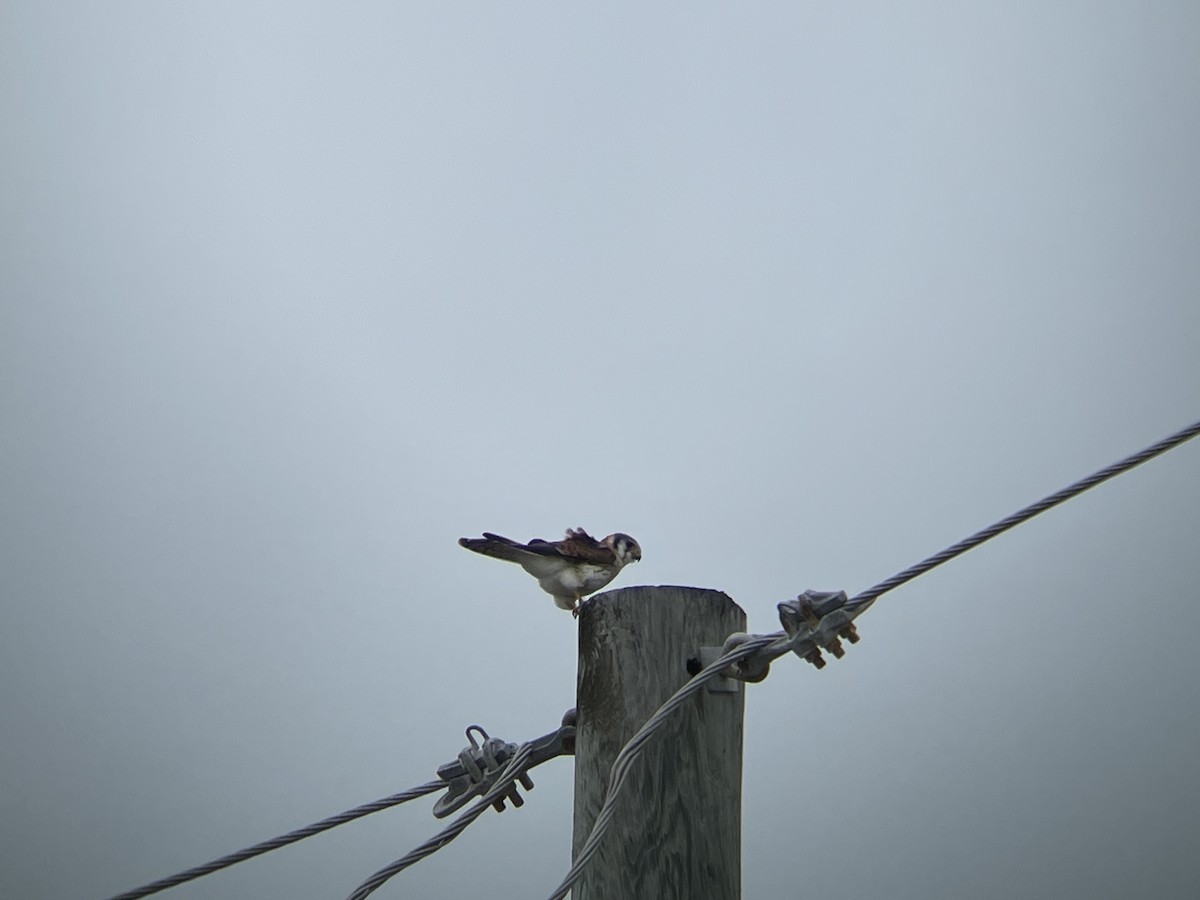 American Kestrel - ML612316347