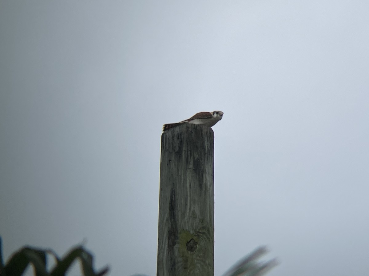 American Kestrel - ML612316348