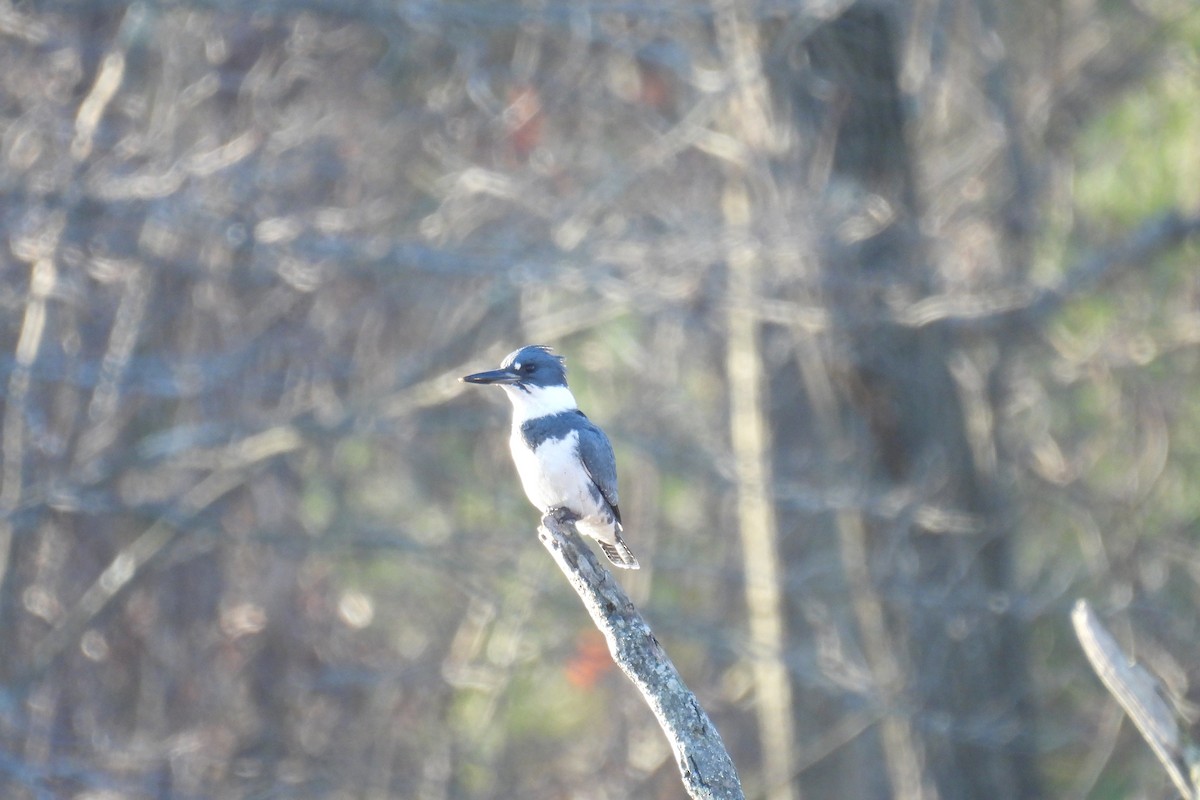 Belted Kingfisher - Heather Ballou