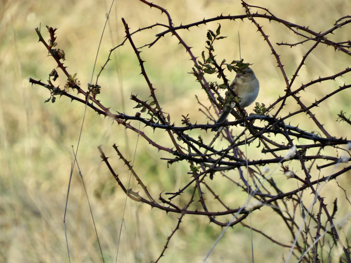 Field Sparrow - ML612316417