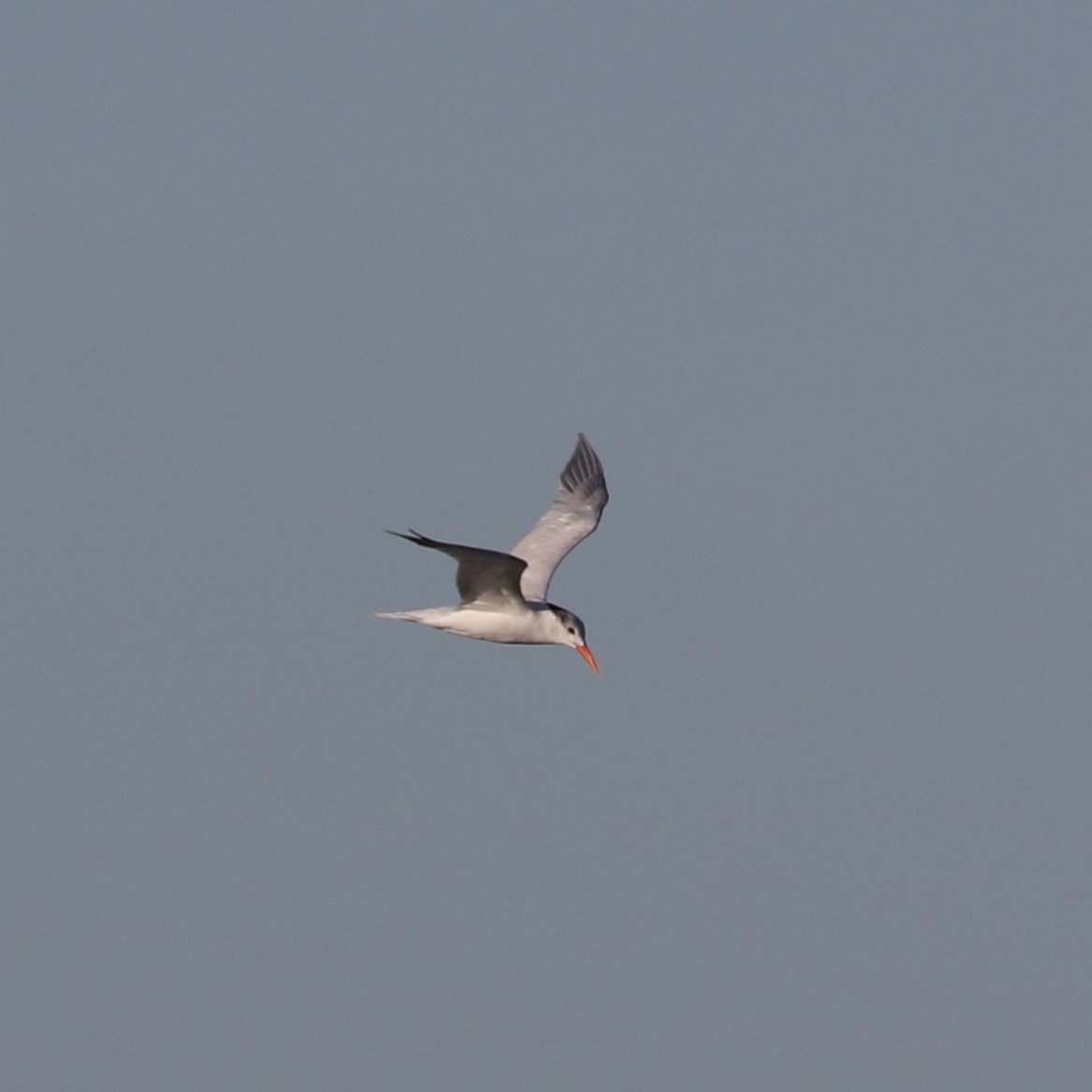 large tern sp. - ML612316456