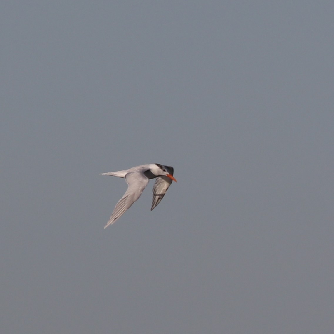 large tern sp. - ML612316457