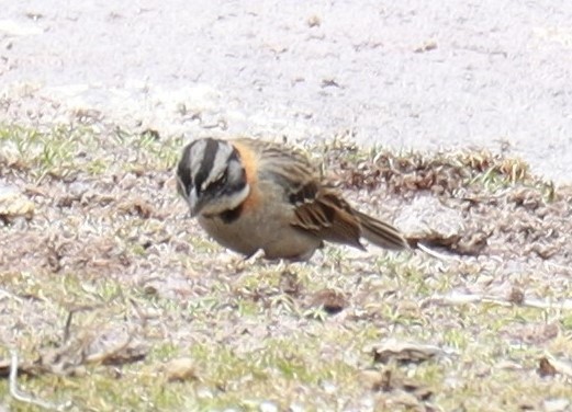 Rufous-collared Sparrow - Edwin Adderly Hancco Arenas