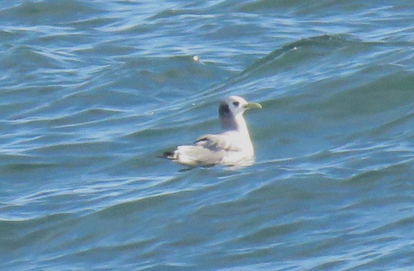 Black-legged Kittiwake - Pam Otley