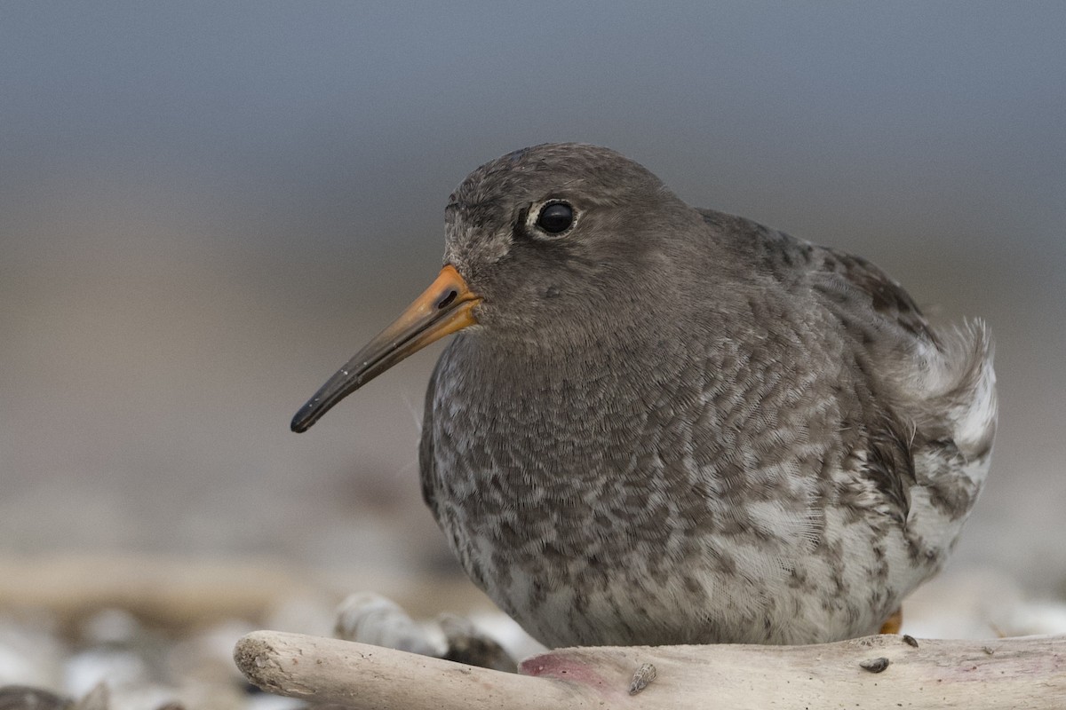 Purple Sandpiper - ML612316718