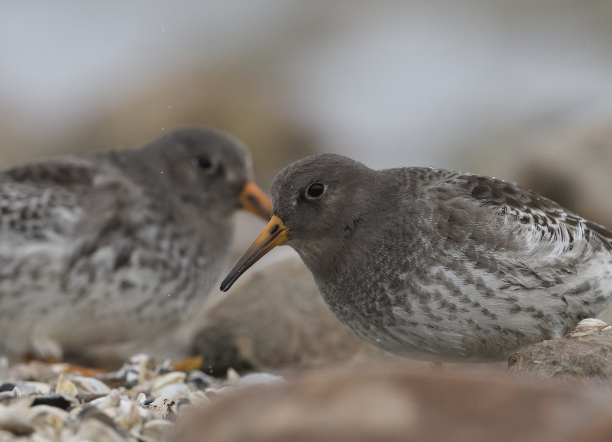 Purple Sandpiper - ML612316747