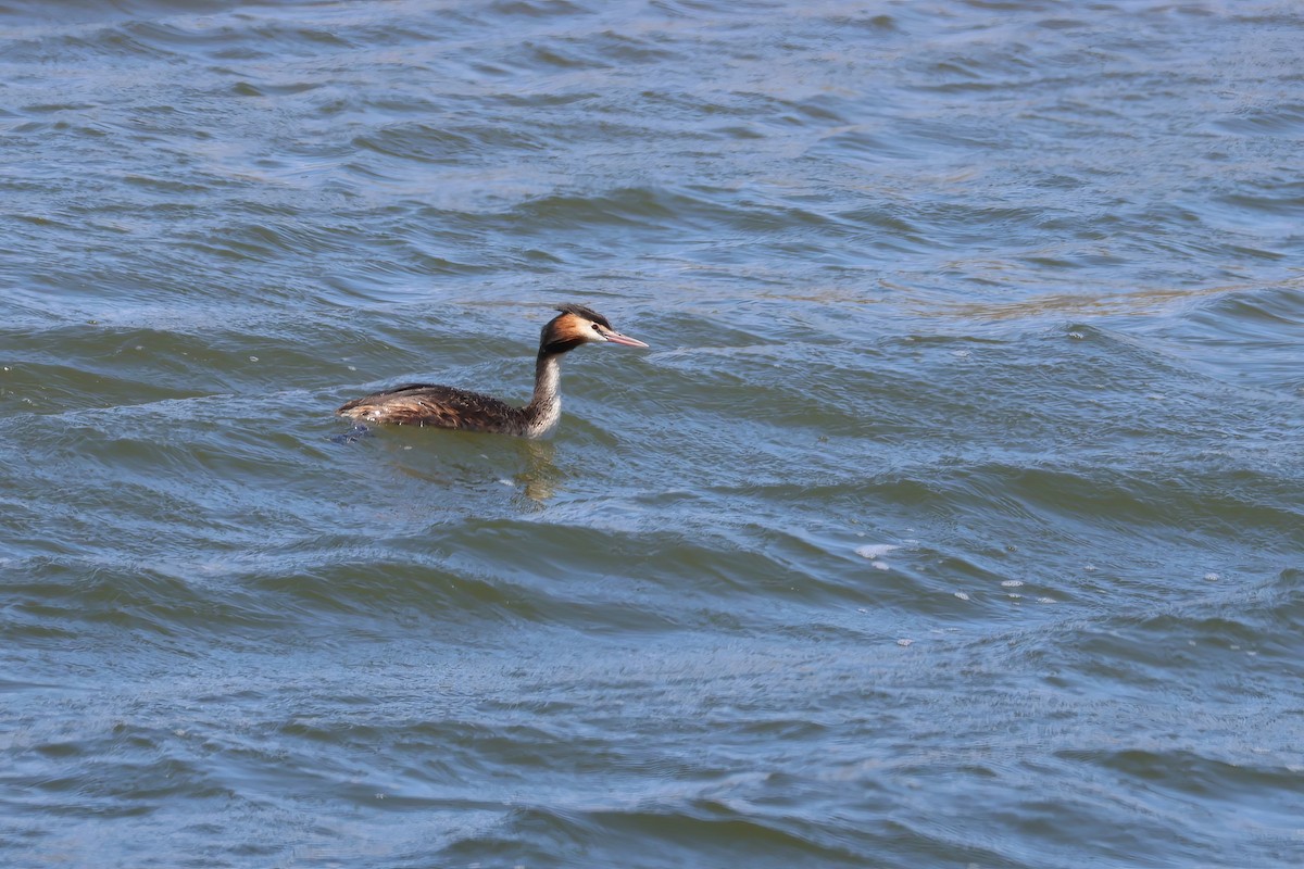 Great Crested Grebe - ML612316762