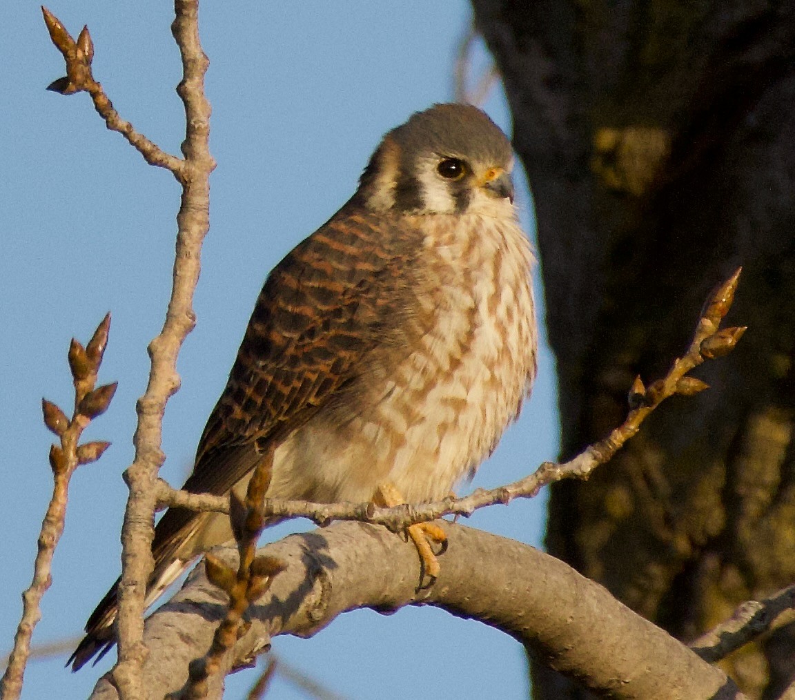 American Kestrel - ML612316763