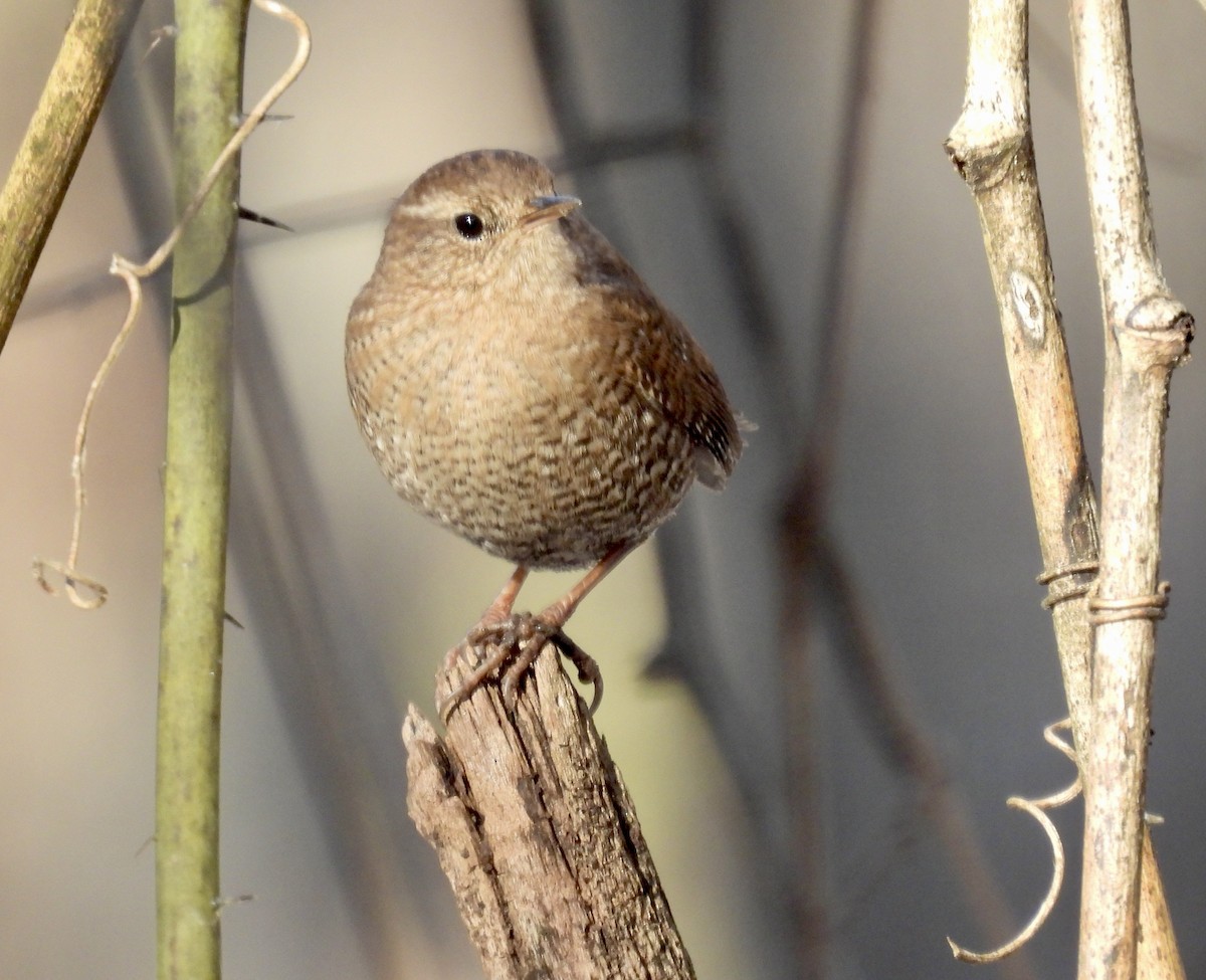 Winter Wren - ML612316765