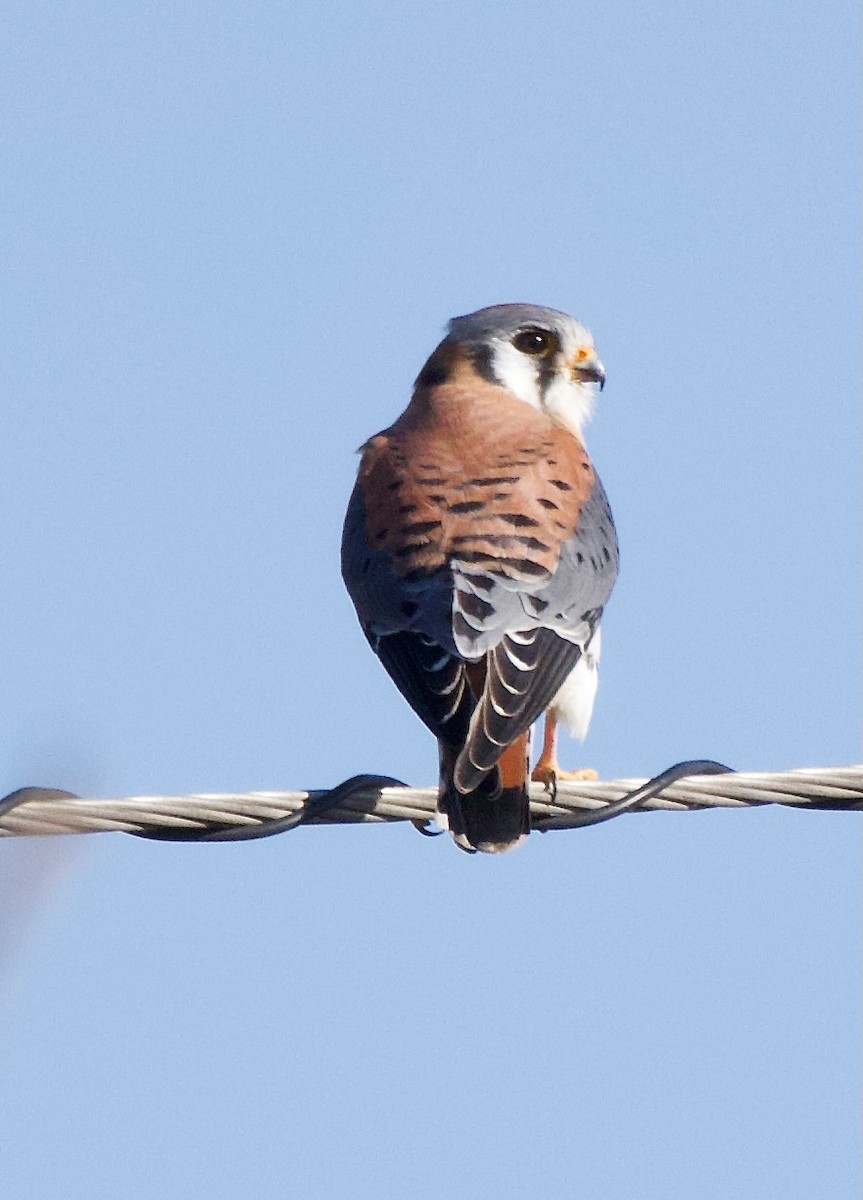 American Kestrel - ML612316770