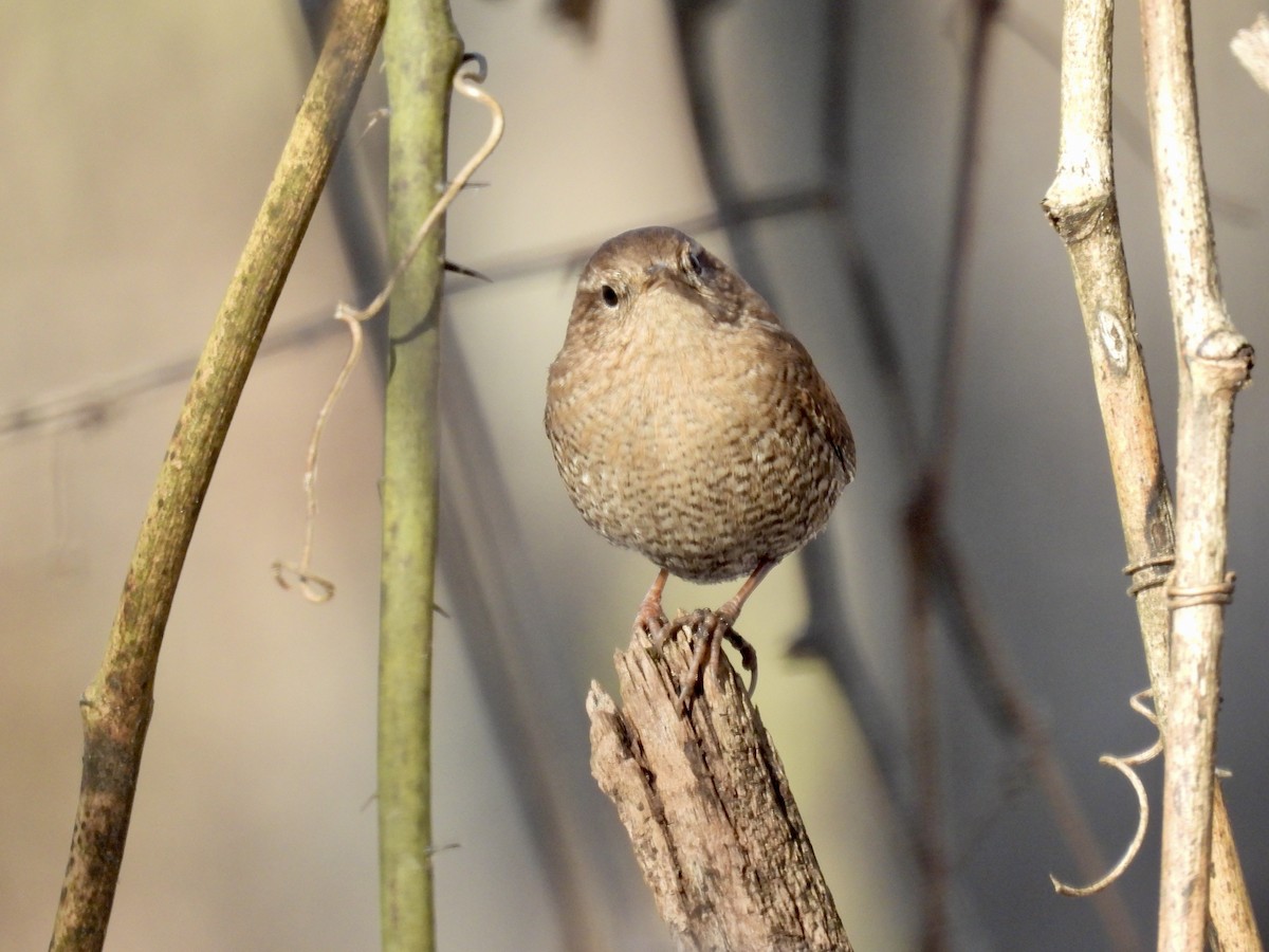 Winter Wren - ML612316771