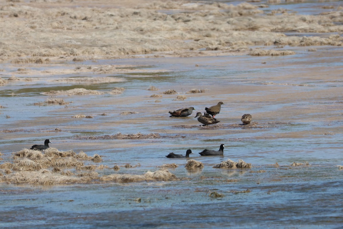 Gallinule aborigène - ML612316773