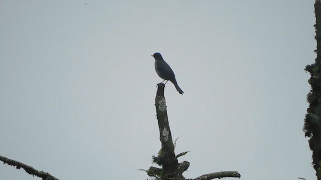 Andean Slaty Thrush - ML612316788