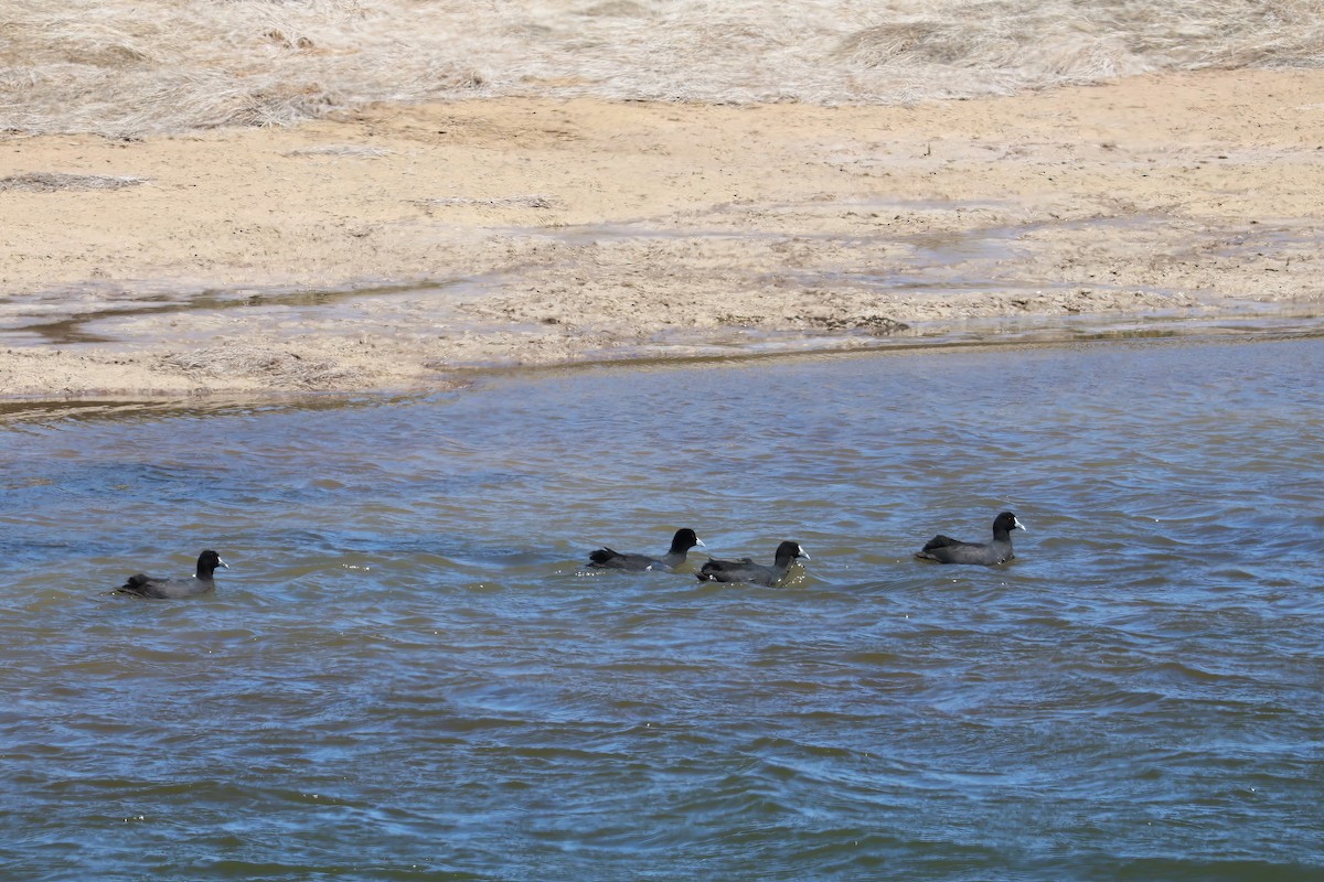 Eurasian Coot - ML612316790