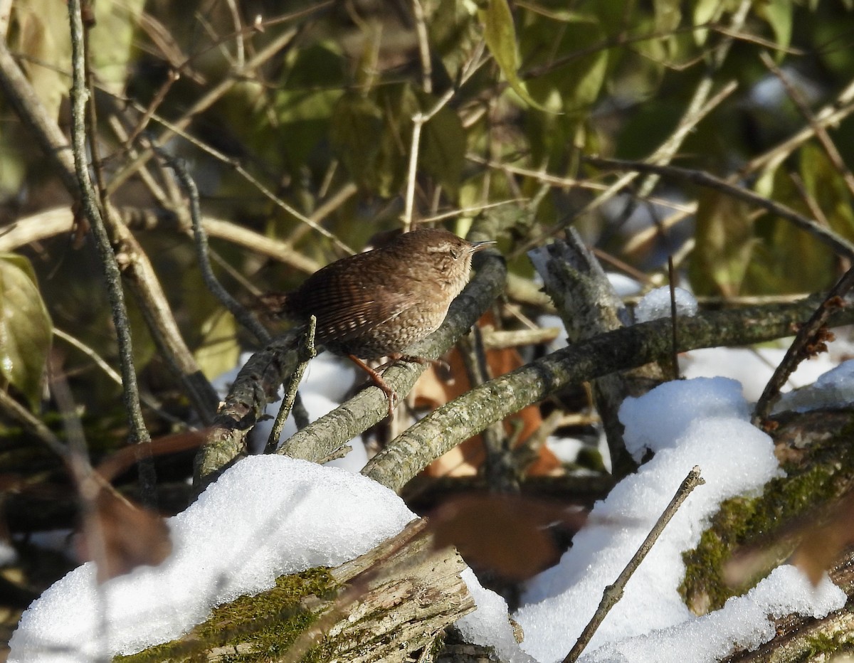 Winter Wren - ML612316809