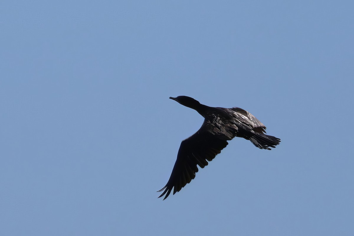 Little Black Cormorant - ML612316811