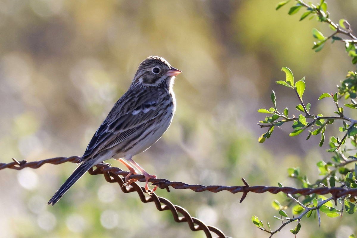 Vesper Sparrow - Parker Marsh