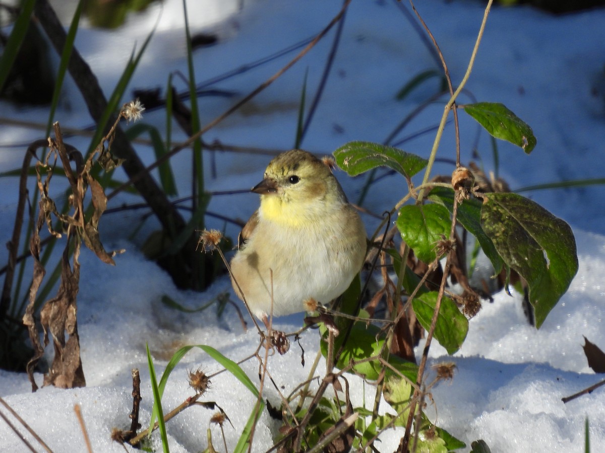 American Goldfinch - ML612316853