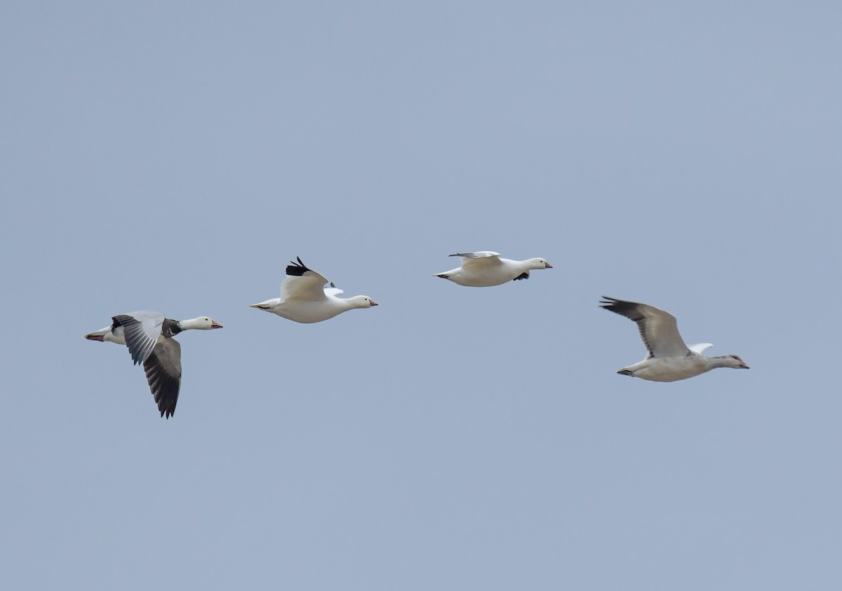 Ross's Goose - ML612316855