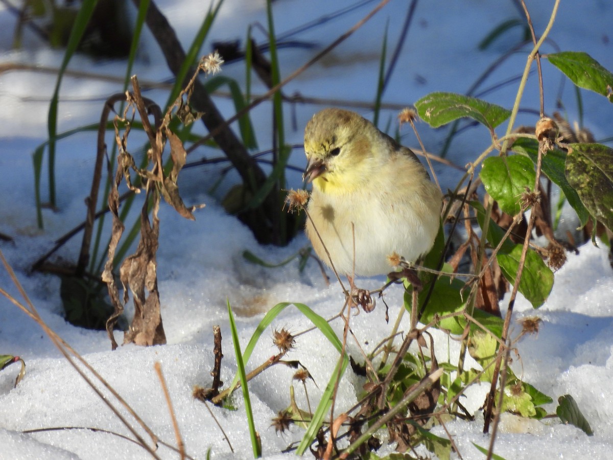 American Goldfinch - ML612316857